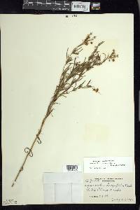 Lysimachia quadriflora image