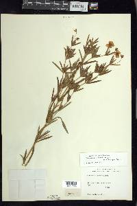 Lysimachia quadriflora image