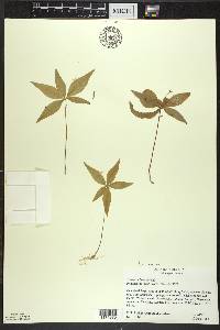 Trientalis borealis image