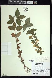 Lysimachia punctata image