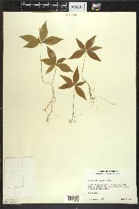 Trientalis borealis image