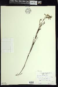 Lysimachia quadriflora image