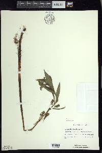 Lysimachia thyrsiflora image