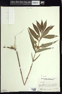 Lysimachia thyrsiflora image