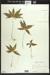 Trientalis borealis image