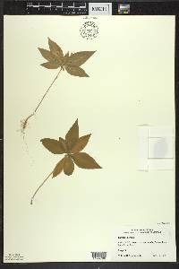 Trientalis borealis image