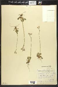 Primula mistassinica image