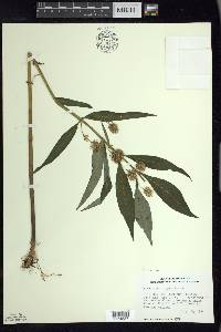 Lysimachia thyrsiflora image