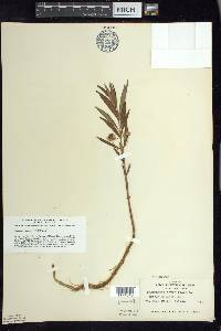 Lysimachia thyrsiflora image