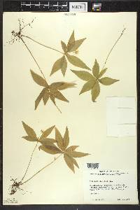 Trientalis borealis image