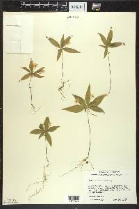 Trientalis borealis image