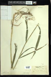 Elymus hystrix image