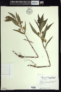 Lysimachia thyrsiflora image