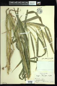 Elymus hystrix image