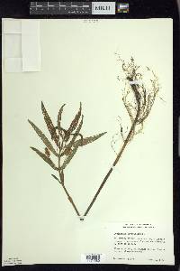 Lysimachia thyrsiflora image