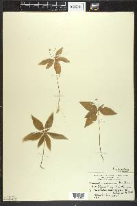 Trientalis borealis image