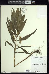 Lysimachia thyrsiflora image