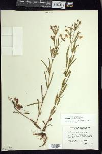 Lysimachia quadriflora image