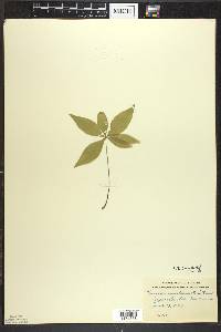 Trientalis borealis image