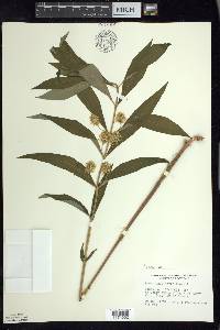 Lysimachia thyrsiflora image