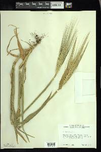 Hordeum vulgare image