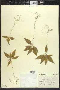 Trientalis borealis image