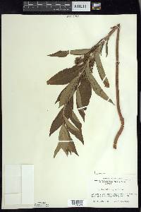 Lysimachia thyrsiflora image