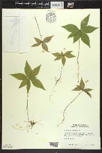 Trientalis borealis image