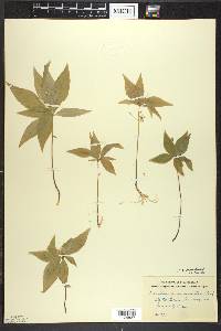 Trientalis borealis image