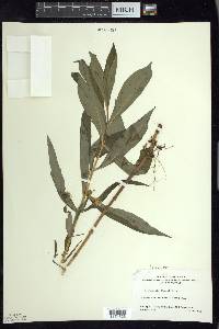 Lysimachia thyrsiflora image