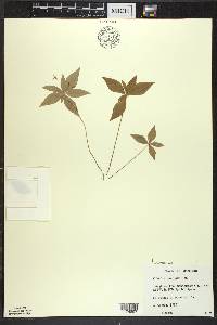 Trientalis borealis image