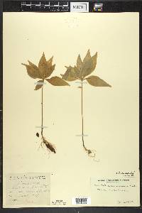 Trientalis borealis image