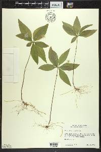 Trientalis borealis image