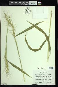 Elymus hystrix image