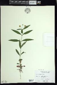 Lysimachia lanceolata image