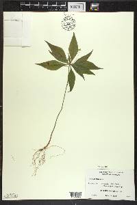 Trientalis borealis image