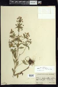 Lysimachia hybrida image