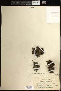 Crepidomanes saxifragoides image