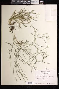 Phlegmariurus filiformis image