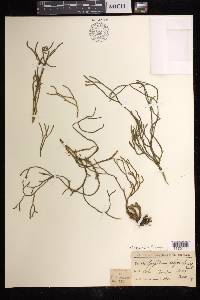 Phlegmariurus filiformis image
