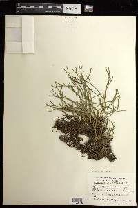 Phlegmariurus filiformis image