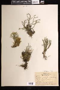 Phlegmariurus filiformis image