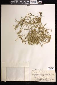 Phlegmariurus filiformis image