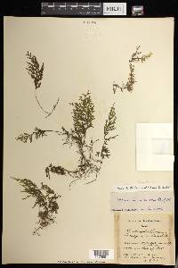 Mecodium recurvum image