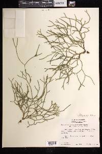 Phlegmariurus filiformis image