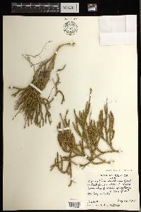 Lycopodium venustulum image