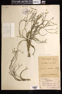 Phlegmariurus filiformis image