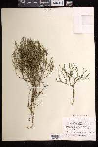 Phlegmariurus filiformis image