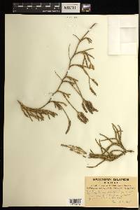 Lycopodium venustulum image