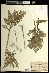 Selaginella arbuscula image